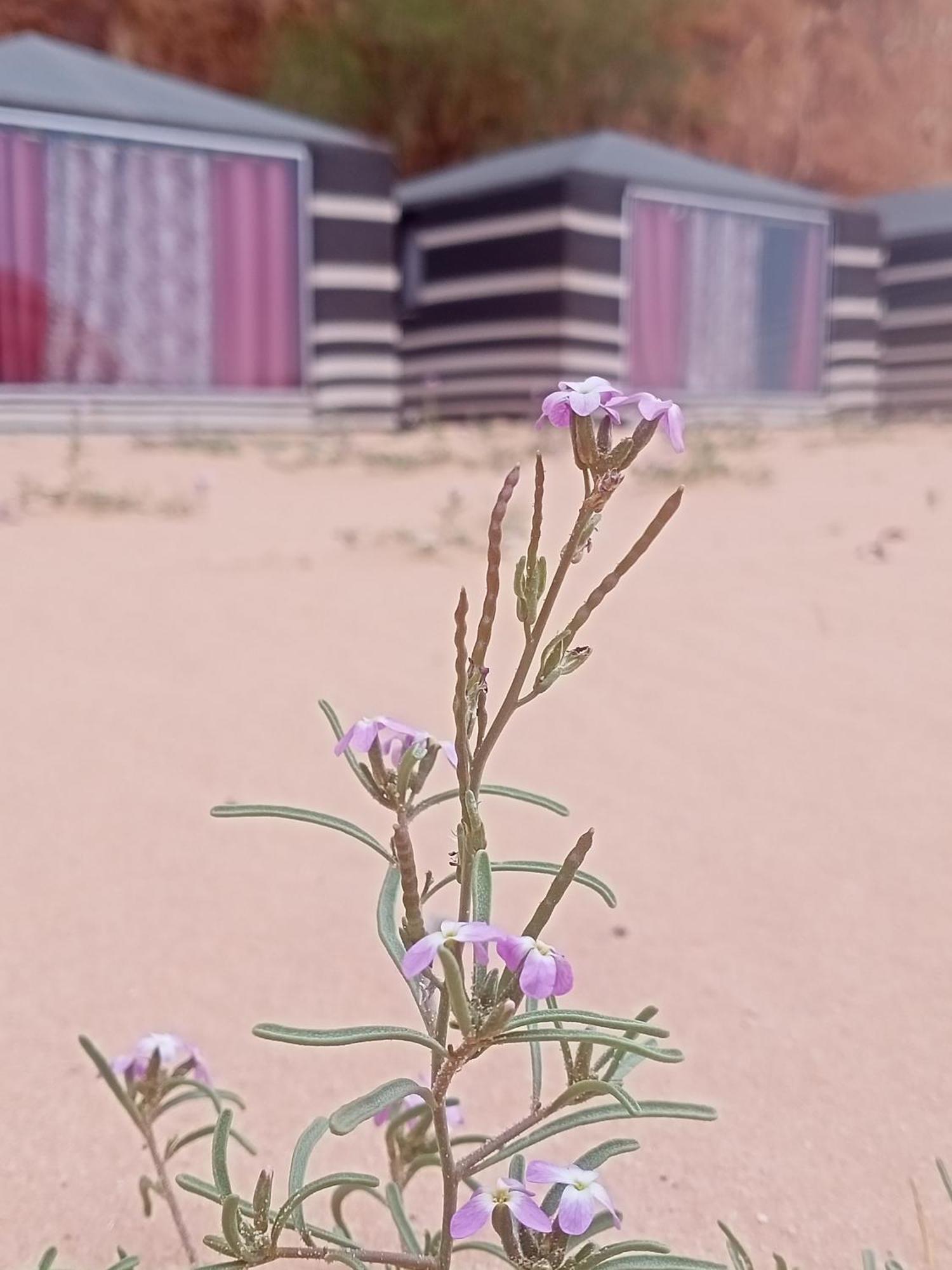 Shahrazad Desert, วาดิรัม ห้อง รูปภาพ